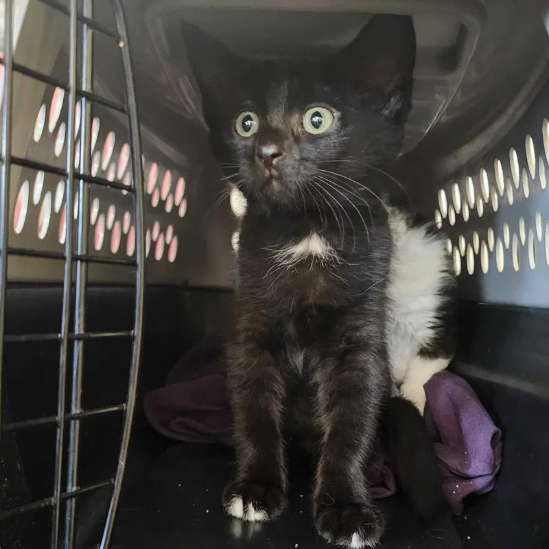 A baby small-sized male Black Domestic Short Hair cat named Sami! for adoption in Davenport, IA