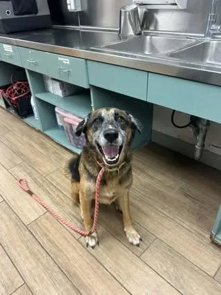 A young medium-sized male German Shepherd Dog dog named Edgar for adoption in Rowlett, TX