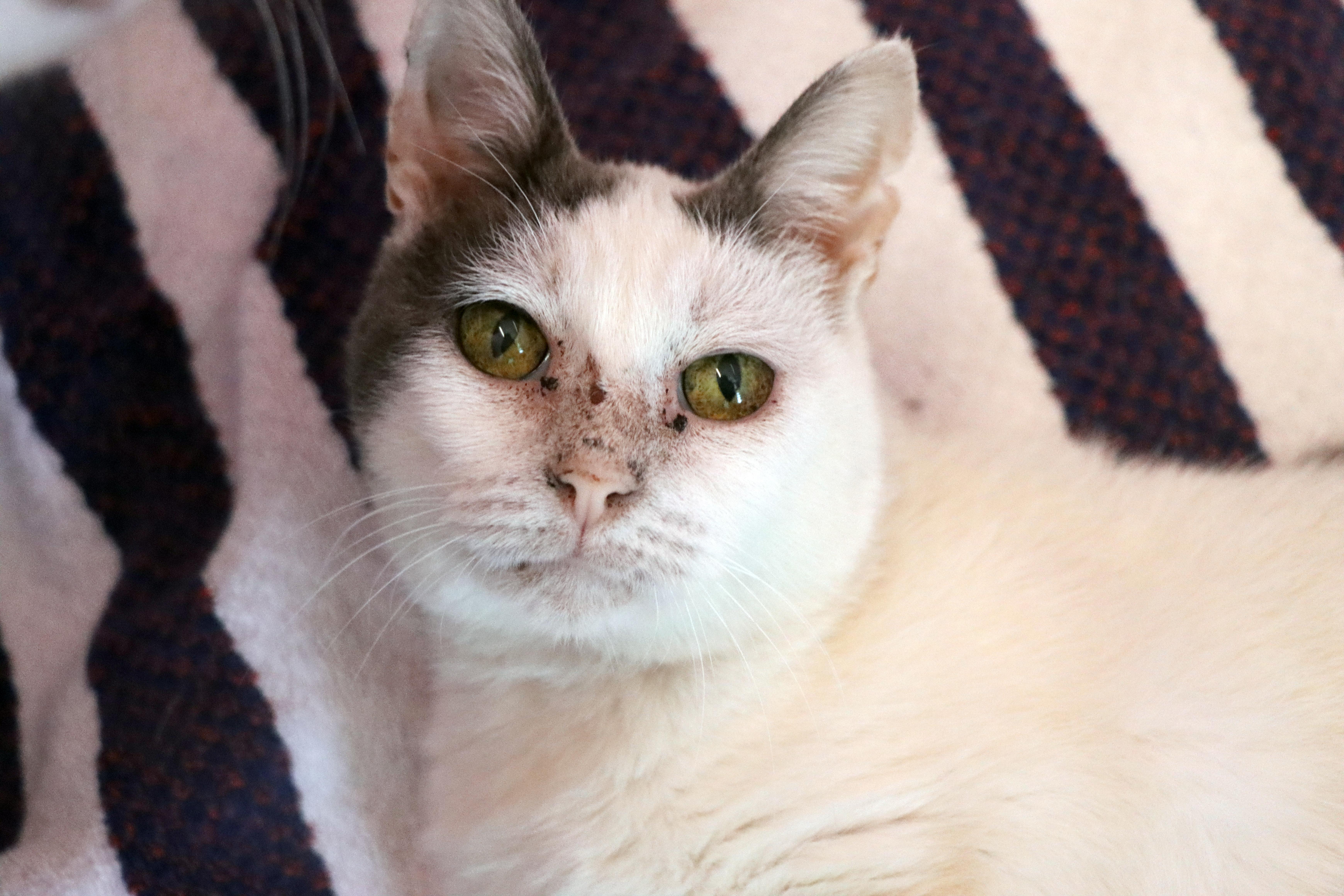 An adult large-sized male Gray & White Domestic Short Hair cat named Icarus for adoption in House Springs, MO