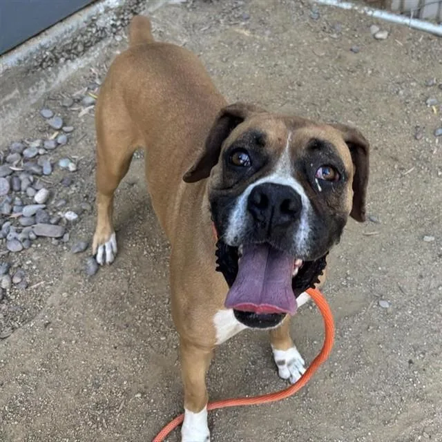 An adult large-sized male Boxer dog named Emmet for adoption in Ontario, CA