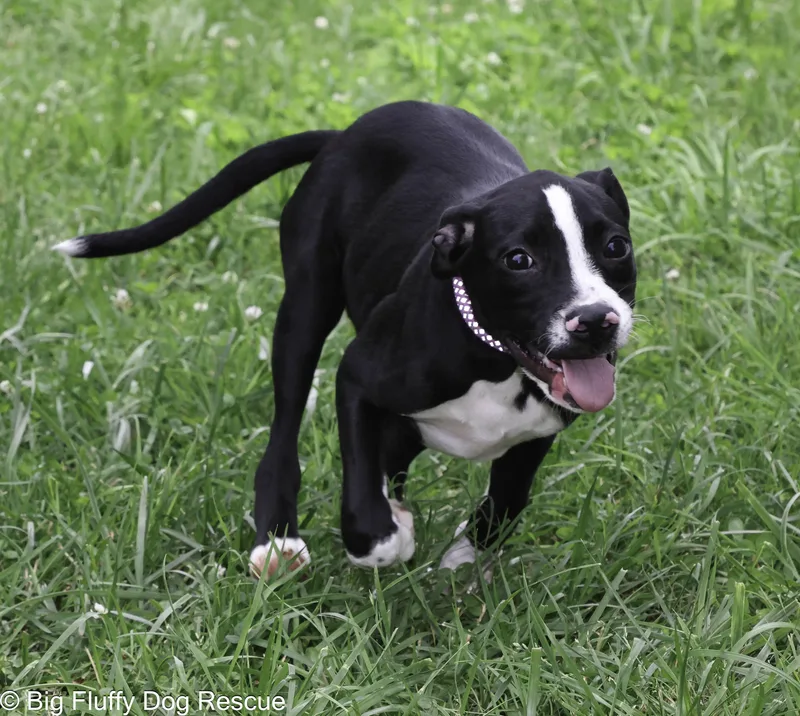 A baby medium-sized male Black Boxer dog named Geronimo for adoption in Nashville, TN