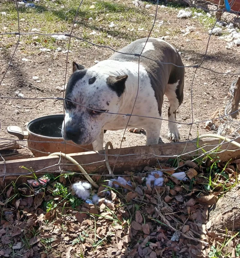 An adult medium-sized female Terrier dog named Oreo for adoption in Longview, TX