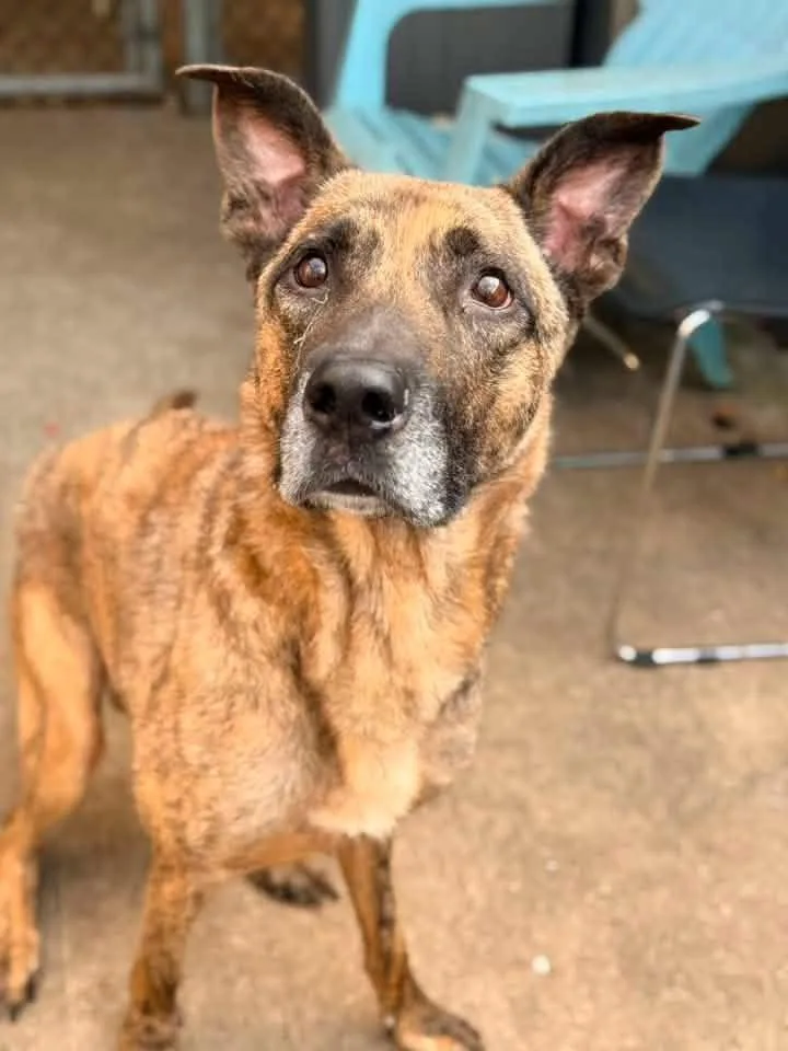 An adult medium-sized male Brindle German Shepherd Dog dog named Luka for adoption in Chicago, IL