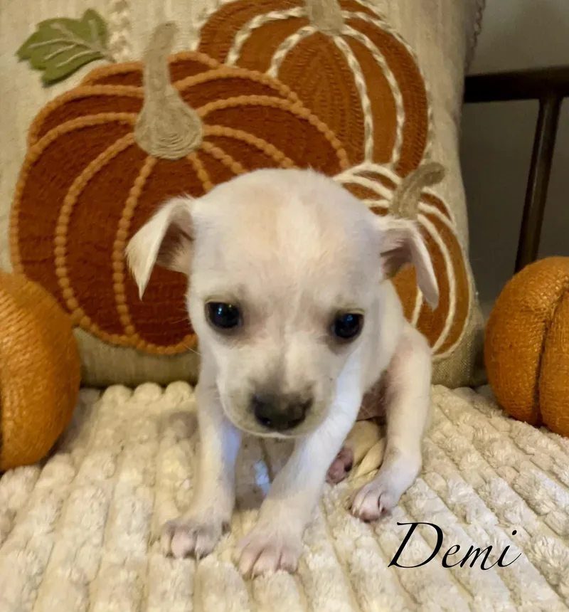A baby small-sized female Yellow / Tan / Blond / Fawn Chiweenie dog named D litter Female for adoption in Jacksonville, FL