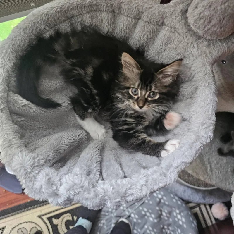 A baby medium-sized female Tabby (Brown / Chocolate) Domestic Short Hair cat named Nina for adoption in Wayne, NJ