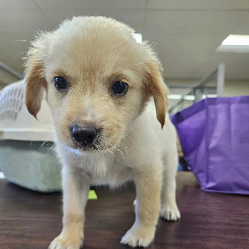 A baby medium-sized male Yellow / Tan / Blond / Fawn English Springer Spaniel dog named The Sphinx for adoption in Hattiesburg, MS