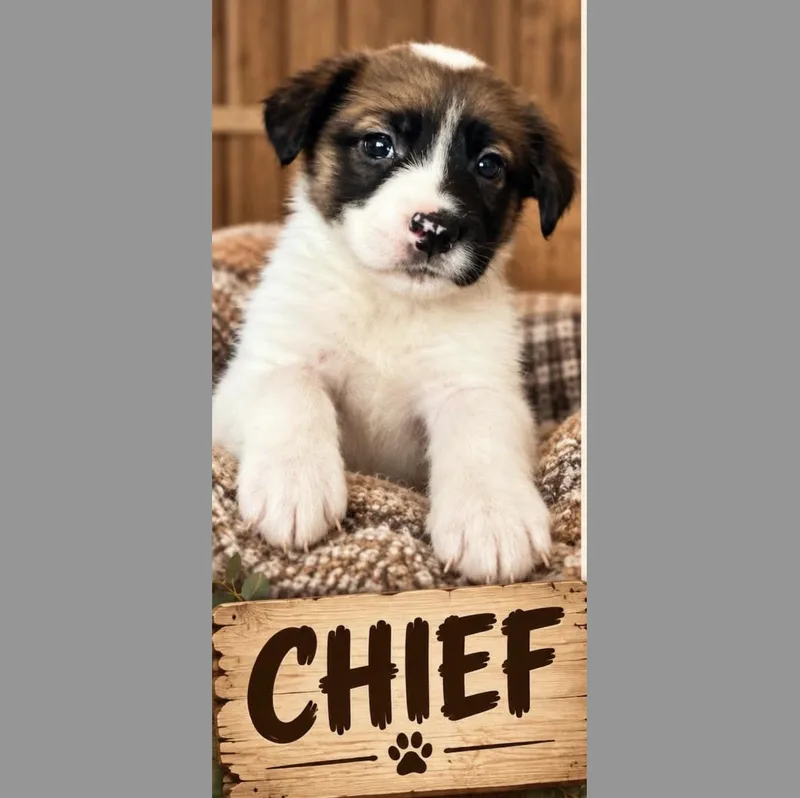 A baby medium-sized male White / Cream Shepherd dog named Chief Sport for adoption in Andover, MA