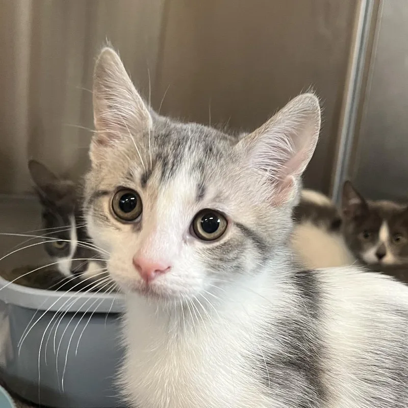 A baby small-sized male Gray / Blue / Silver Domestic Short Hair cat named Patches for adoption in Hinsdale, IL