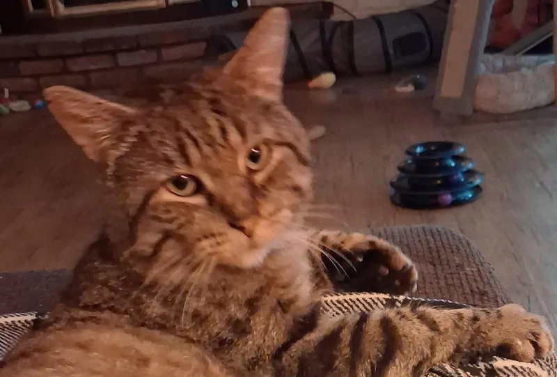 A young large-sized male Domestic Short Hair cat named Bruno for adoption in Brook Park, OH