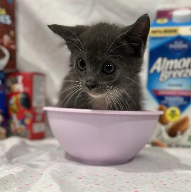 A baby medium-sized female Gray & White Domestic Short Hair cat named Rice Krispies for adoption in Prince Frederick, MD