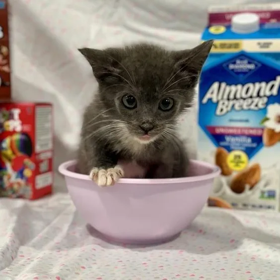Rice Krispies thumbnail 2