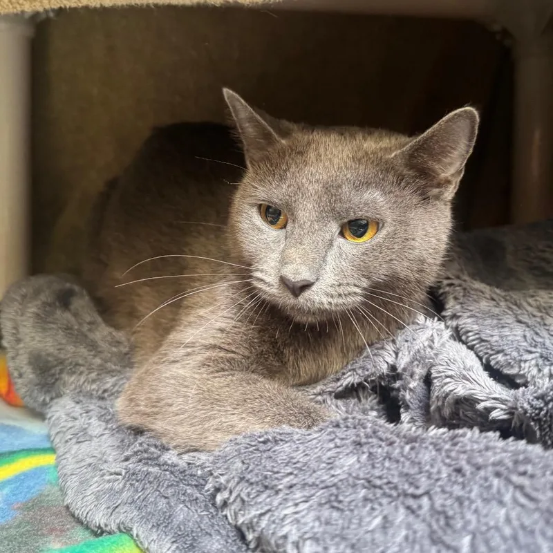 A young medium-sized female Gray / Blue / Silver Domestic Short Hair cat named Scarecrow for adoption in York, PA