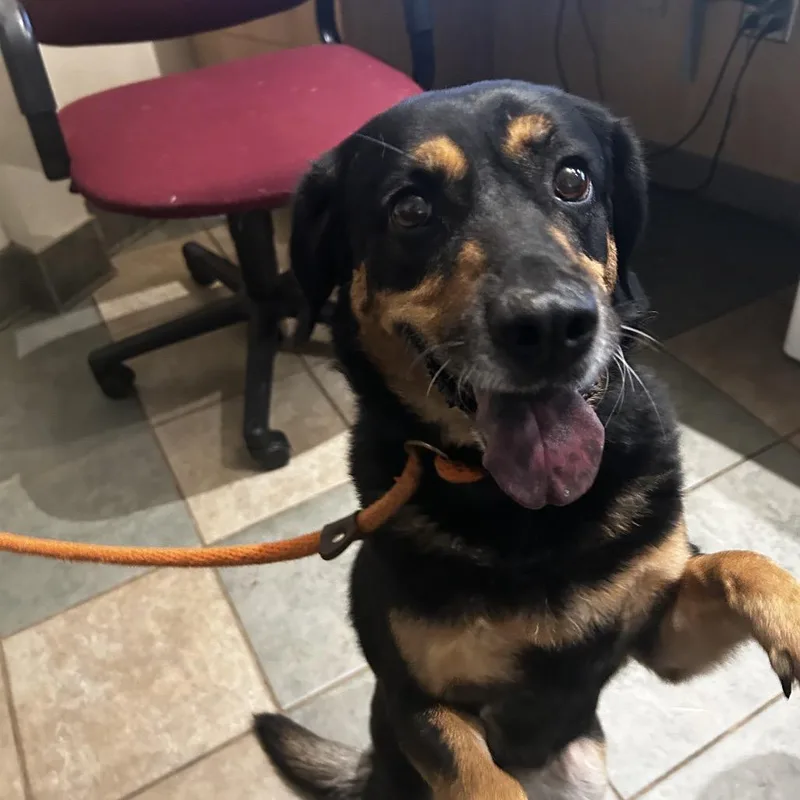 A senior medium-sized female Black Mixed Breed dog named Rosie for adoption in Chattanooga, TN