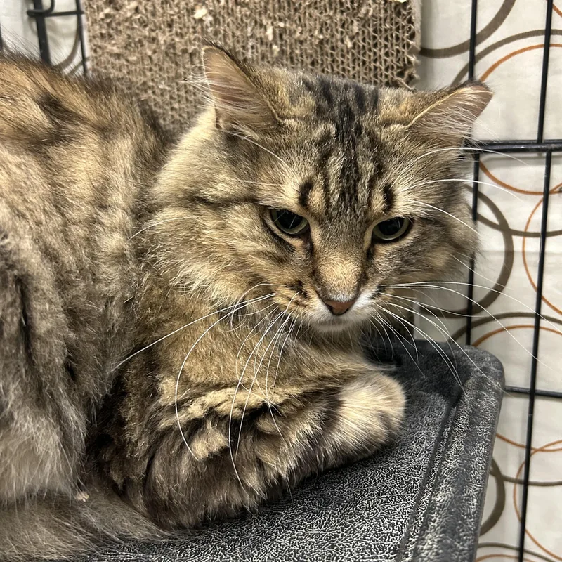 An adult medium-sized male Tabby (Brown / Chocolate) Domestic Long Hair cat named Felixir for adoption in Mokena, IL