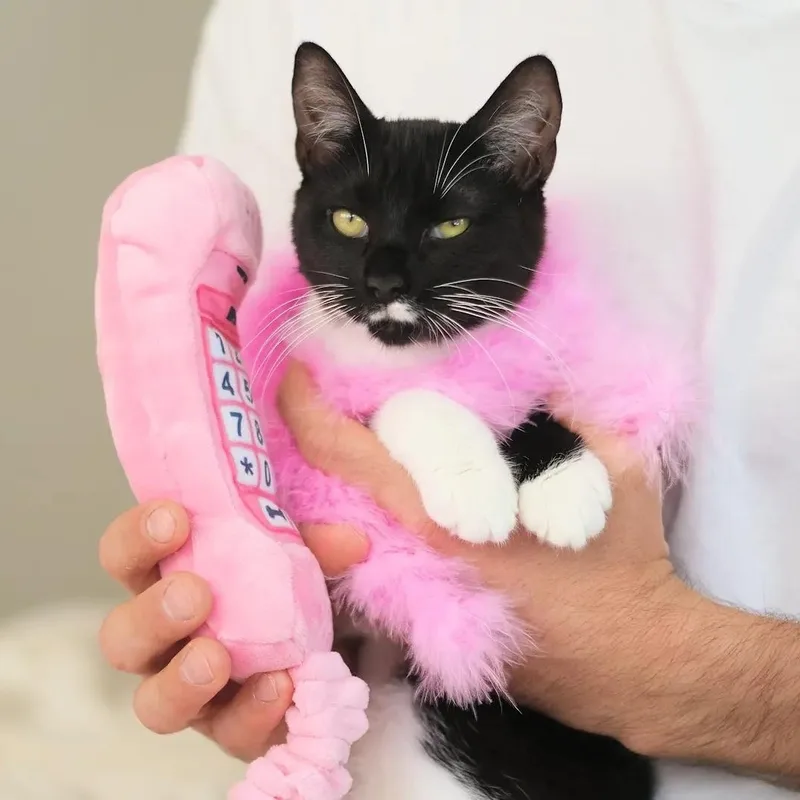 A baby medium-sized female Black & White / Tuxedo Tuxedo cat named Chia for adoption in Miami, FL