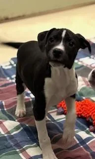 A baby small-sized male Tricolor (Brown, Black, & White) Terrier dog named Jesse for adoption in Kalamazoo, MI