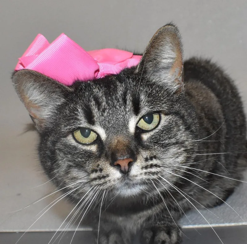 An adult large-sized female Domestic Short Hair cat named Daisy Mae for adoption in Springfield, OH