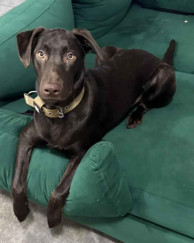 A young large-sized male Labrador Retriever dog named Brutus for adoption in Austin, TX