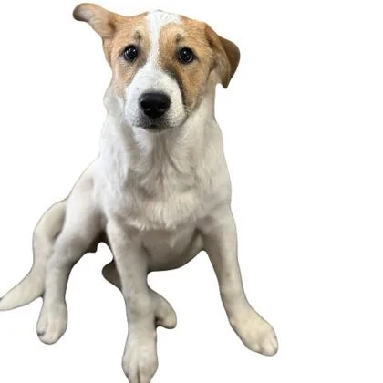 A baby medium-sized female Border Collie dog named Muffin for adoption in Red Bluff, CA