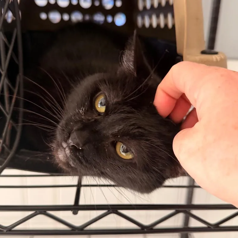 An adult large-sized male Black Domestic Short Hair cat named Leo for adoption in Indianapolis, IN