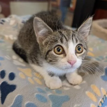 A baby small-sized female Tabby (Brown / Chocolate) Domestic Short Hair cat named Bryer for adoption in Rochester, MN
