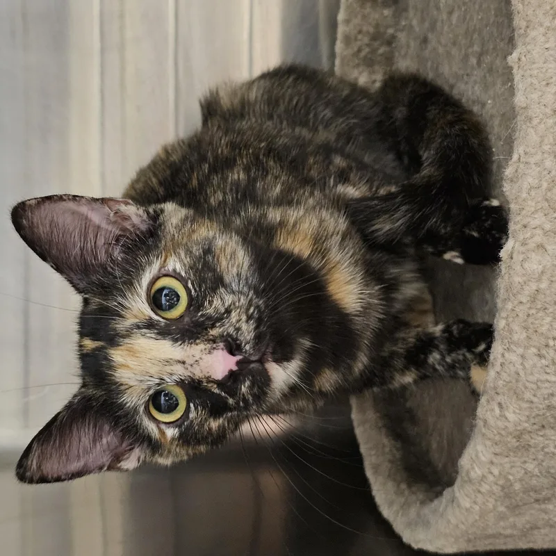 A baby medium-sized female Tortoiseshell cat named Wildfire for adoption in Richmond, VA