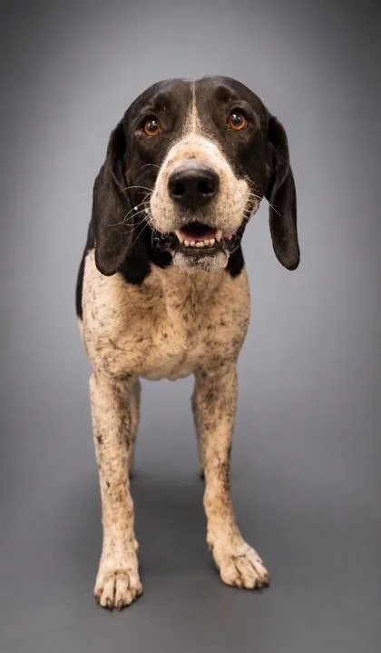 Sir