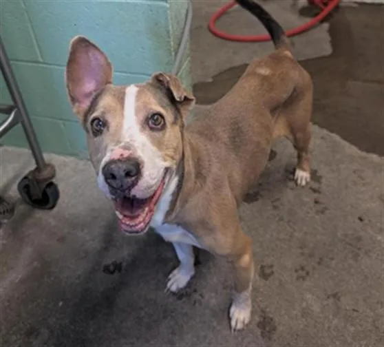 A senior medium-sized female Pit Bull Terrier dog named Millie for adoption in Sacramento, CA