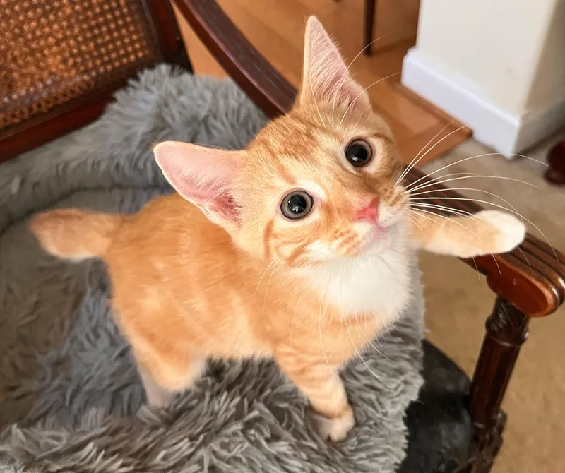 A baby medium-sized male American Bobtail cat named Tamale for adoption in Landenberg, PA