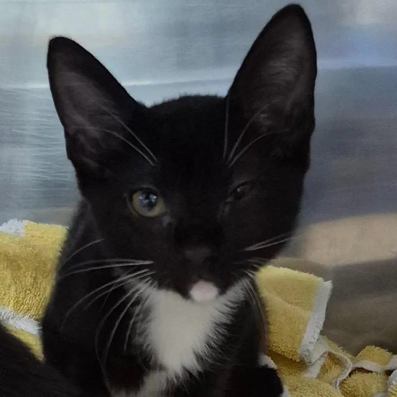 A baby small-sized female Domestic Short Hair cat named Diamond for adoption in Vieques, PR