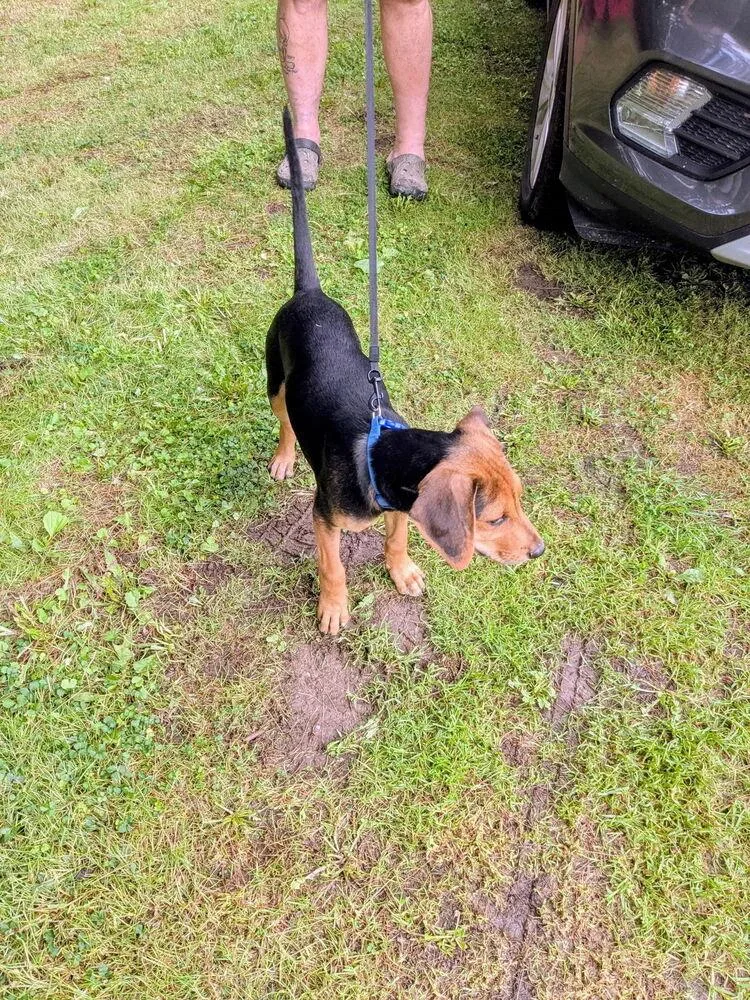 A baby small-sized male Tricolor (Brown, Black, & White) Beagle dog named Jasper ⛰️ for adoption in Irwin, PA