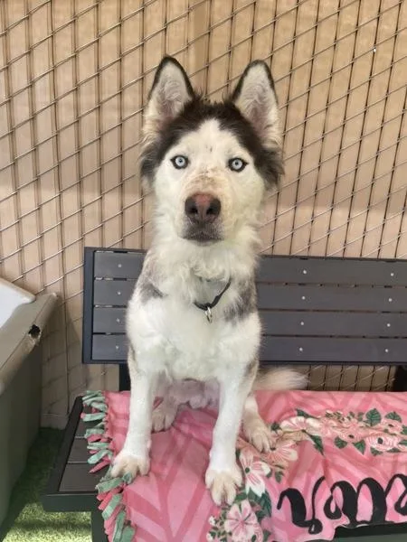 An adult medium-sized male Siberian Husky dog named Kilo for adoption in Oceanside, CA