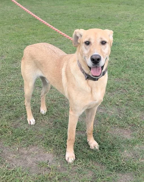 An adult large-sized male Mixed Breed dog named Flynn for adoption in Jacksonville, FL
