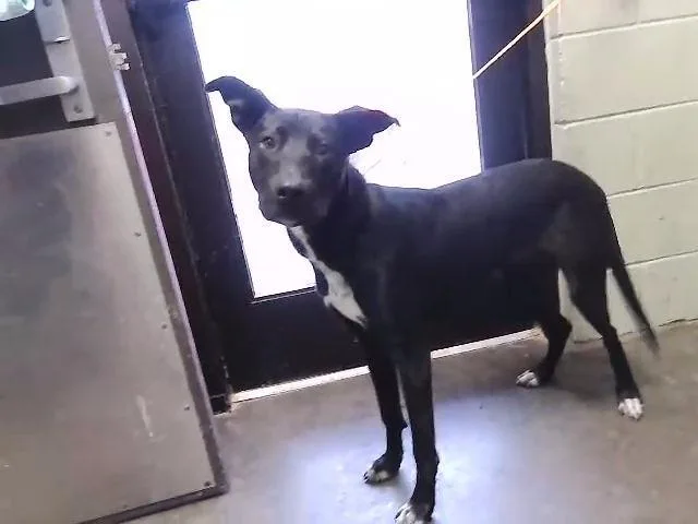 A young medium-sized male Labrador Retriever dog named Stix for adoption in Tulsa, OK