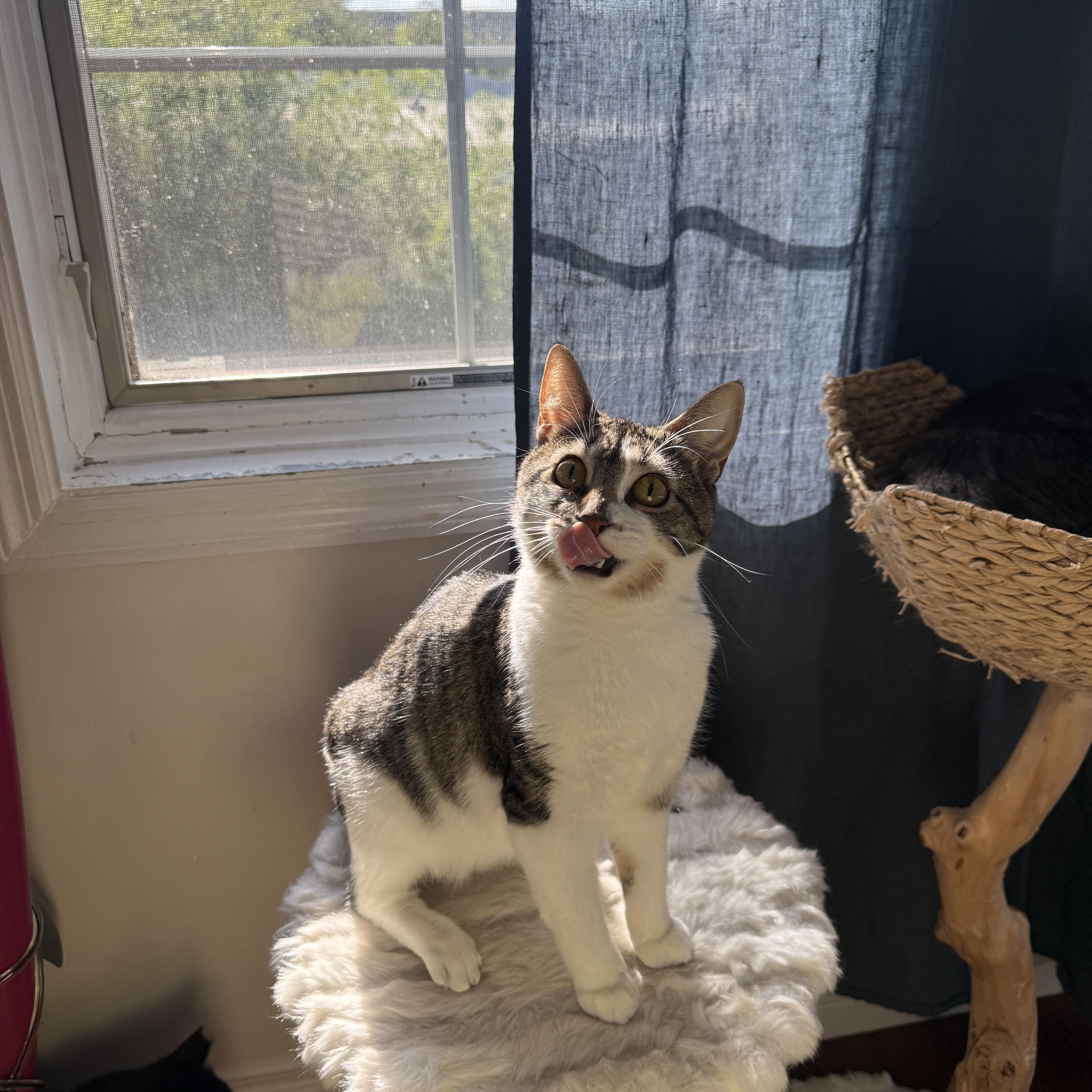 A young medium-sized female Tabby (Brown / Chocolate) Domestic Short Hair cat named Tulle for adoption in Brooklyn, NY
