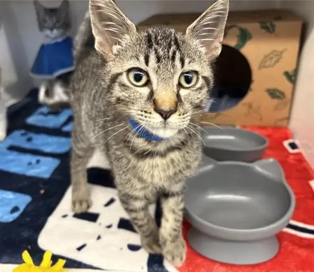 A baby small-sized male Domestic Short Hair cat named Bunsen for adoption in Saint Louis, MO