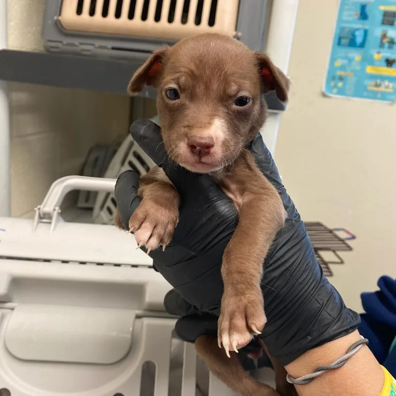 A baby small-sized female Brown / Chocolate Mixed Breed dog named Maria for adoption in Memphis, TN