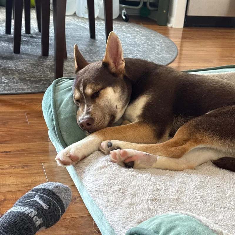 Apollo