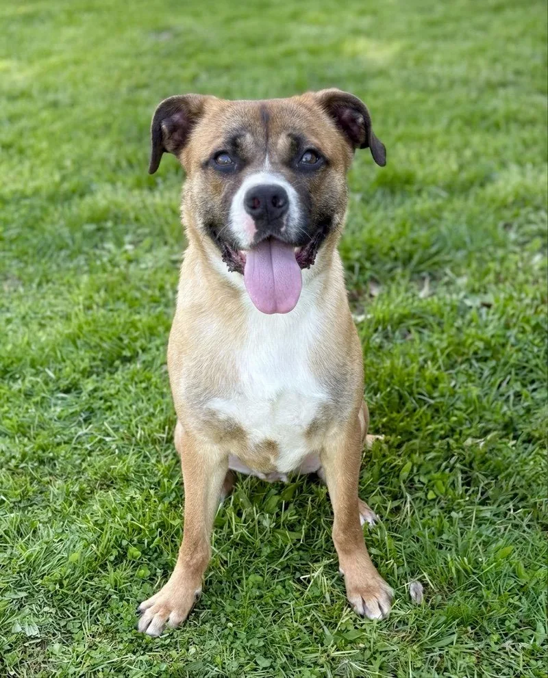 A young medium-sized male Mixed Breed dog named Chase for adoption in Spring Lake, NJ