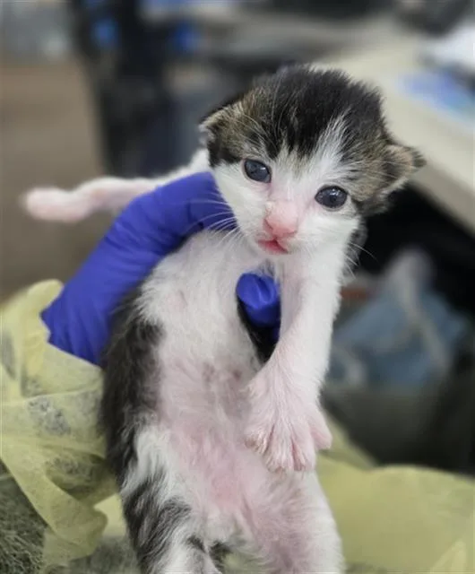 A baby medium-sized male Domestic Short Hair cat named Apple for adoption in Dallas, TX