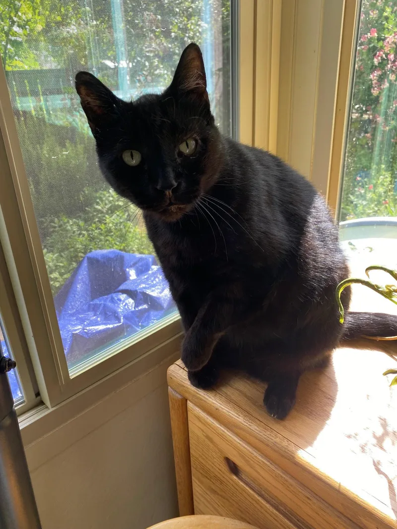 An adult medium-sized male Black Domestic Short Hair cat named Luke for adoption in Davis, CA