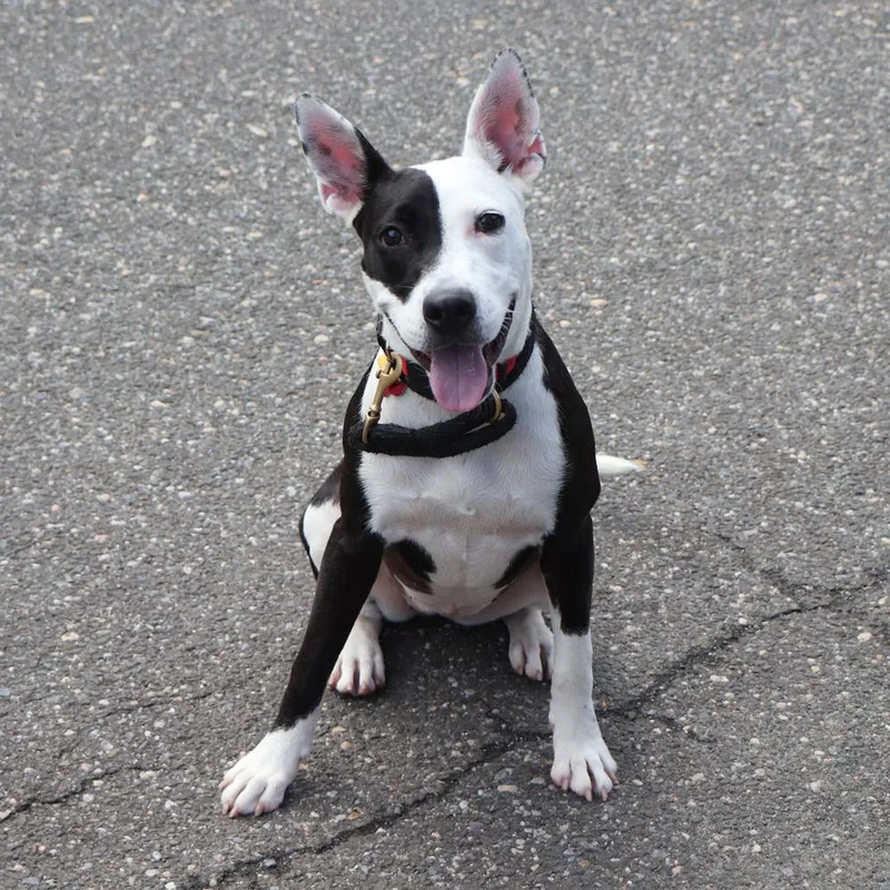 A young medium-sized female Tricolor (Brown, Black, & White) Mixed Breed dog named Karma for adoption in Port Washington, NY