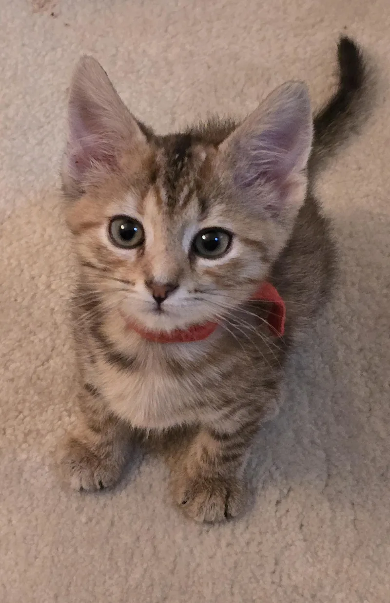 A baby medium-sized female Tabby (Brown / Chocolate) Domestic Short Hair cat named Ratatouille for adoption in Lemoyne, PA