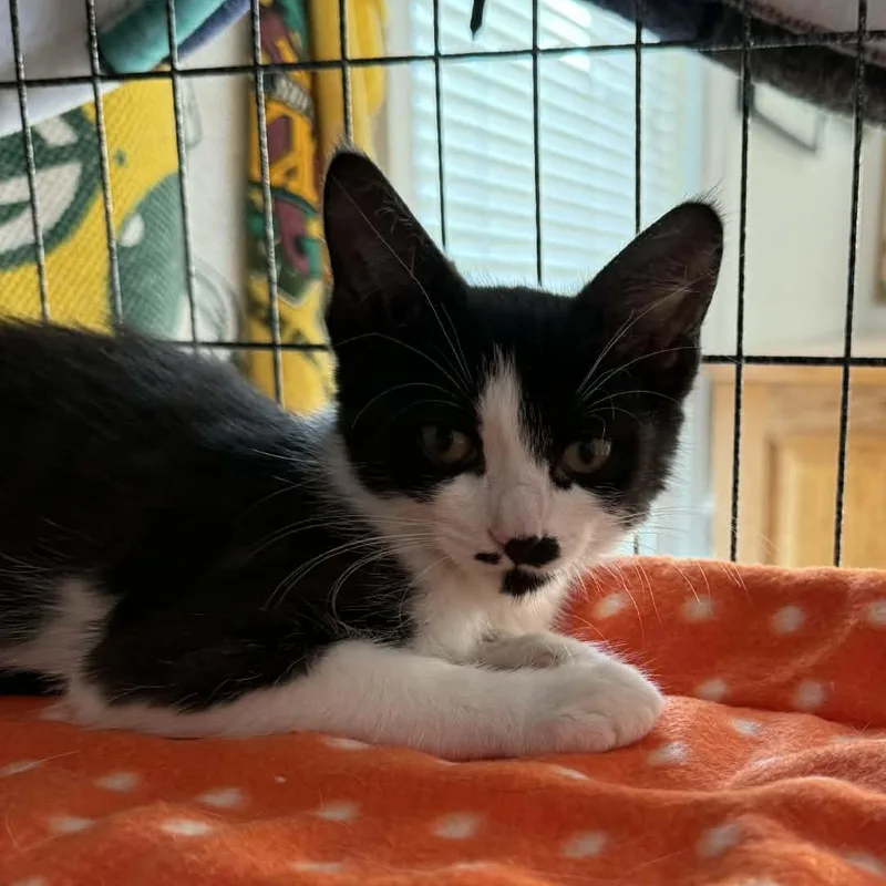 A baby small-sized female Domestic Short Hair cat named Chirp for adoption in Milwaukee, WI