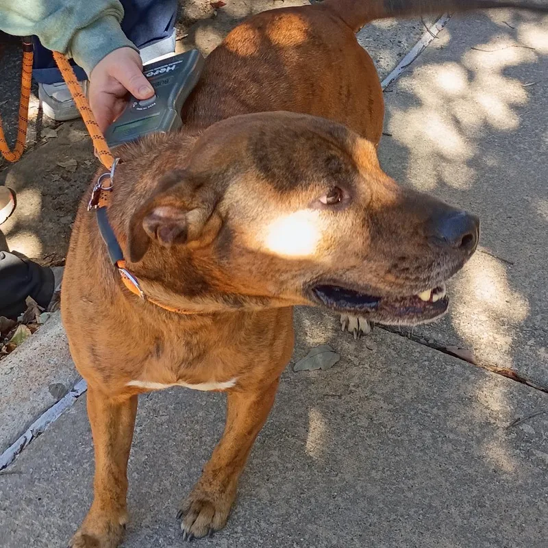An adult medium-sized male Brindle Mixed Breed dog named StrayPineChaseDrive for adoption in Columbus, GA