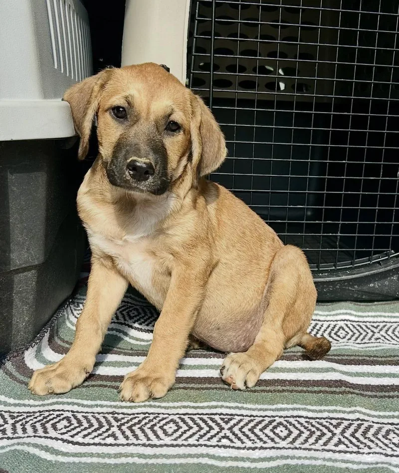 A baby medium-sized female Yellow / Tan / Blond / Fawn Black Mouth Cur dog named Abbey for adoption in Toms River, NJ