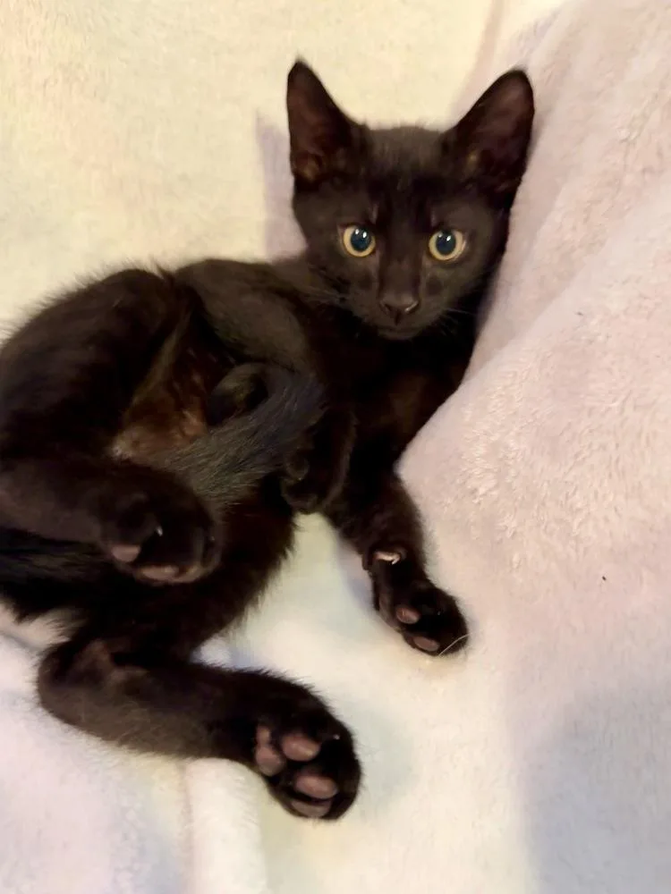 A baby small-sized male Black Domestic Short Hair cat named Johnny Cakes for adoption in Orlando, FL
