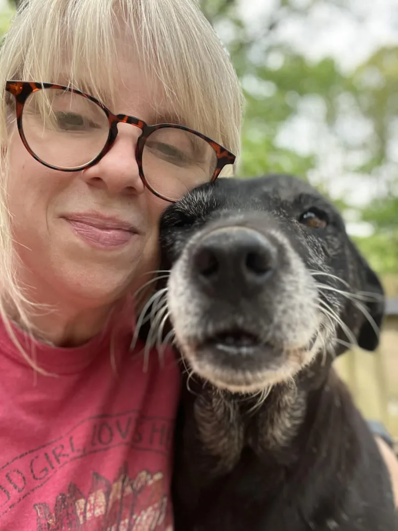 A senior medium-sized female Black Labrador Retriever dog named Matilda for adoption in Medfield, MA