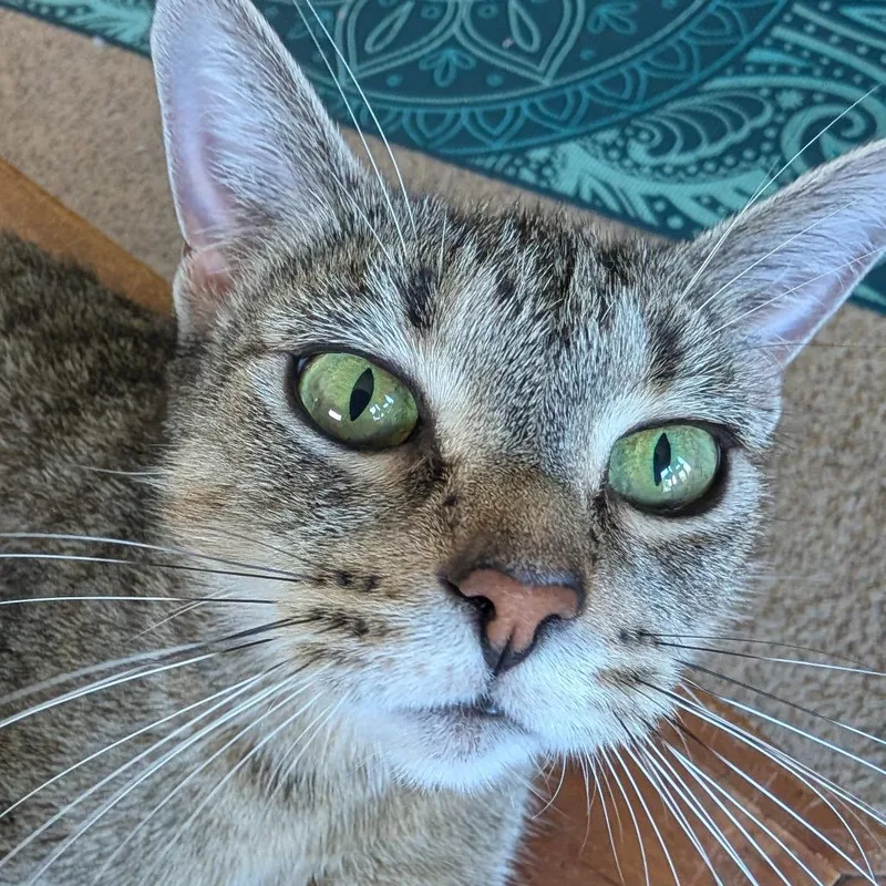 Flapjack thumbnail 2