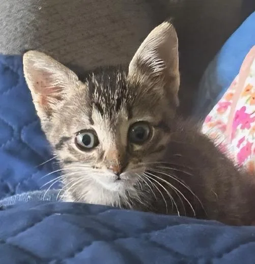 A baby medium-sized male Tabby (Gray / Blue / Silver) Domestic Short Hair cat named Dorian for adoption in Lafayette, LA